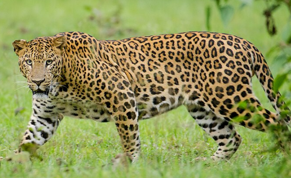 Read more about the article ਨੰਗਲ ‘ਚ ਤੇਂਦੂਏ ਦੀ ਦਹਿਸ਼ਤ, ਜੰਗਲਾਤ ਵਿਭਾਗ ਅਲਰਟ