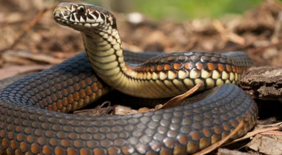 Read more about the article ਜੇਕਰ ਡੰਗ ਲਵੇ ਸੱਪ ਤਾਂ ਭੁੱਲ ਕੇ ਵੀ ਨਾ ਕਰਨਾ ਇਹ 6 ਗਲਤੀਆਂ