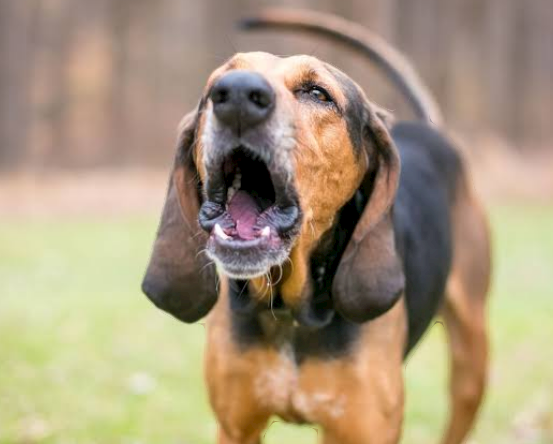 Read more about the article ਸੈਰ ਕਰਨ ਗਈ ਵਿਆਹੁਤਾ ਨੂੰ ਕੁੱਤਿਆਂ ਨੇ ਨੋਚਿਆ, ਹੋਈ ਮੌਤ