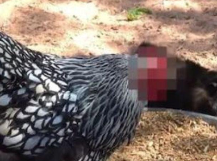 Read more about the article ਸਿਰ ਕੱਟਣ ‘ਤੇ 18 ਮਹੀਨੇ ਜਿਊਂਦਾ ਰਿਹਾ ਮੁਰਗਾ!