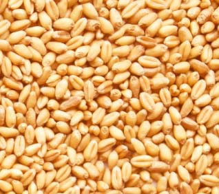 Read more about the article ਕਣਕ ਦੀਆਂ ਕੀਮਤਾਂ ਬਾਰੇ ਕੇਂਦਰ ਸਰਕਾਰ ਦਾ ਵੱਡਾ ਫੈਸਲਾ