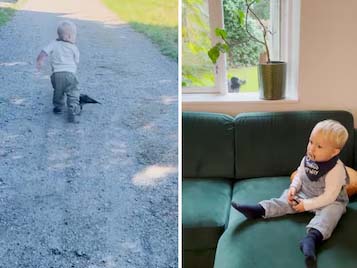 Read more about the article इंसान और पक्षी की दोस्ती 2 साल के बच्चे का दोस्त है कौवा