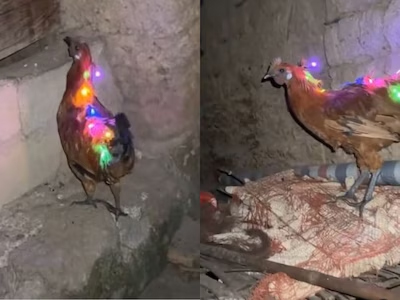 Read more about the article मुर्गा है या क्रिसमस ट्री, मुर्गे पर लगा दी रंगीन लाइट