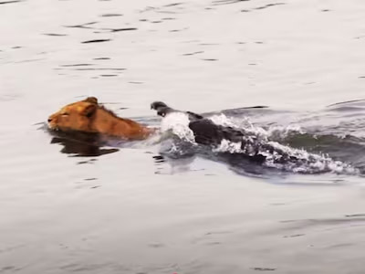 Read more about the article लोगों को नहीं हुआ आंखों पर यकीन