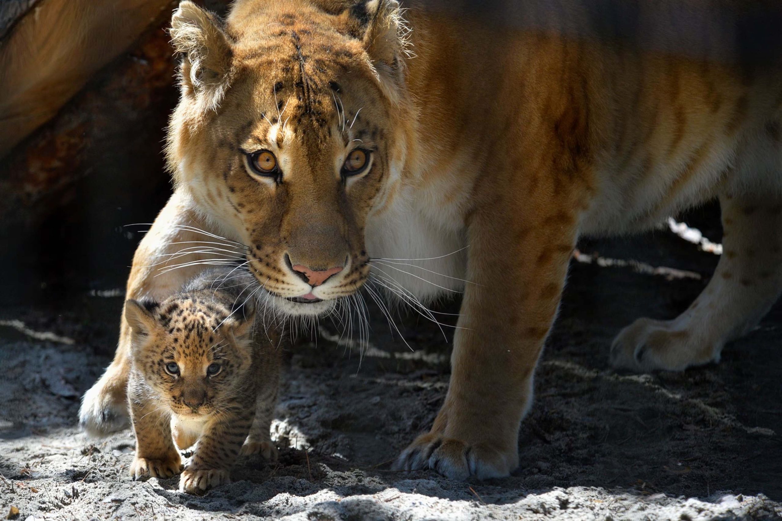 Read more about the article गर्लफ्रेंड को इम्प्रेस करने के लिए चिड़ियाघर का गार्ड शेरों के पिंजरे में घुस