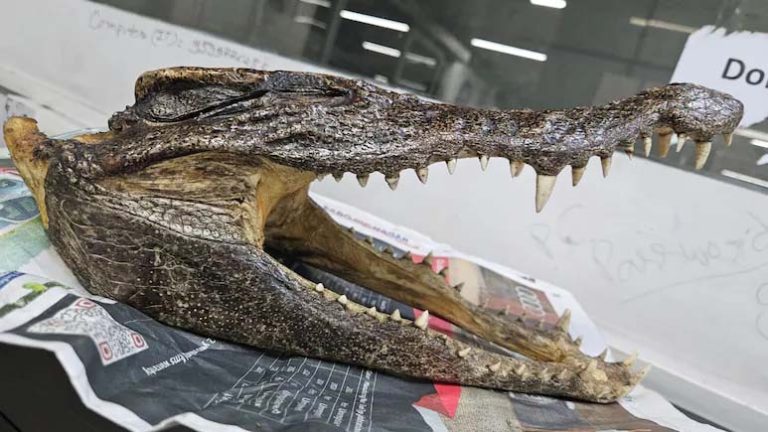 Read more about the article IGI एयरपोर्ट पर कनाडाई नागरिक के बैग से मगरमच्छ का सिर बरामद किया