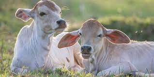 Read more about the article भारतीय नस्ल की गाय 40 करोड़ रुपये में बिकी गिनीज बुक में नाम दर्ज