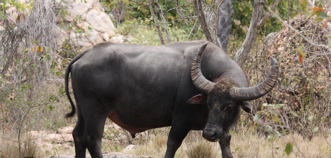 You are currently viewing मेरी भैंस को डंडा क्यों मारा