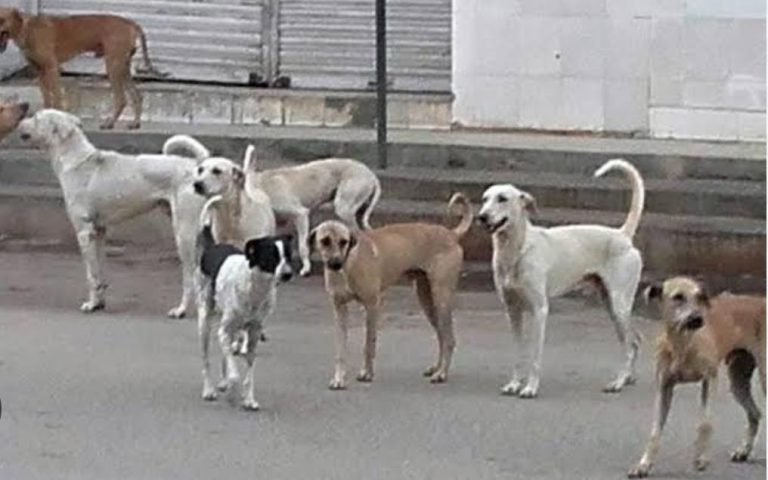 Read more about the article ਸੁਪਰੀਮ ਕੋਰਟ ਨੇ ਅਵਾਰਾ ਕੁੱਤਿਆਂ ਬਾਰੇ ਫੈਸਲਾ ਬਦਲਿਆ