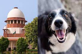 Read more about the article ਆਵਾਰਾ ਕੁੱਤਿਆਂ ਦੇ ਮਾਮਲੇ ’ਚ ਸੁਪਰੀਮ ਕੋਰਟ ਦਾ ਫ਼ੈਸਲਾ