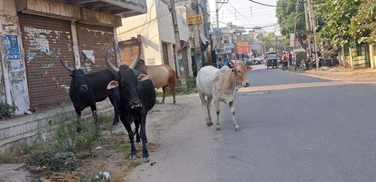 Read more about the article अवारा पशु बन रहे शहर वासियों के सिर दर्द